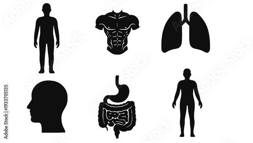 Human body silhouette vector illustration with internal organs and muscles