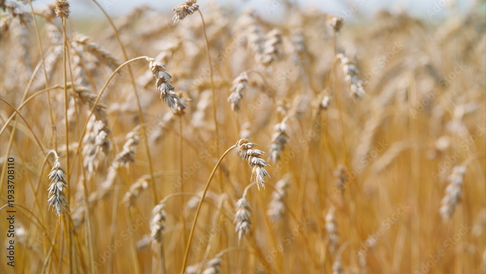 Fototapeta premium Golden Wheat Fields Stretching Beautifully Under a Clear Blue Sky and Gentle Summer Breeze