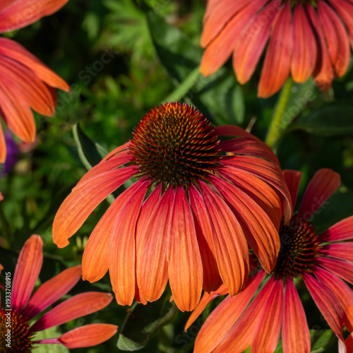 Orange coneflower on a background of green leaves. Echinacea medicinal plant....
