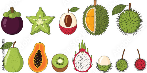 Tropical fruit vector illustration set, mangosteen, starfruit, lychee, durian, rambutan, papaya, kiwi and dragon fruit collection
