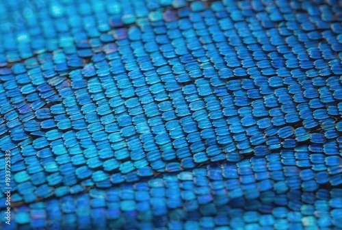 Extreme macro photography of vibrant blue iridescent morpho butterfly wing scales