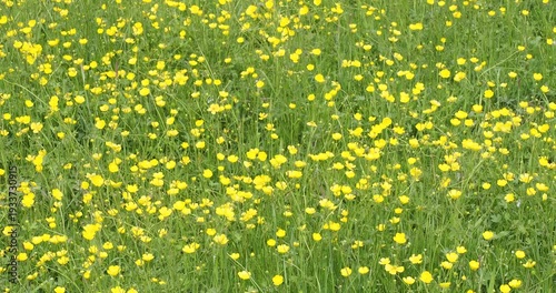 (Ranunculus acris) A field of meadow buttercups with majestic yellow flowers dotting a meadow of tiny suns on tall green stems swaying in the wind
