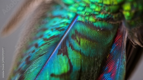 Close-up Macro of Iridescent Hummingbird Feathers