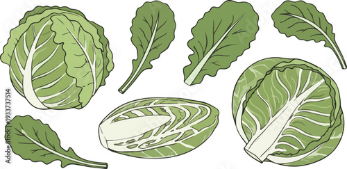Vibrant green cabbage leaves and halves on a clean white background, perfect for healthy food and nutrition concepts