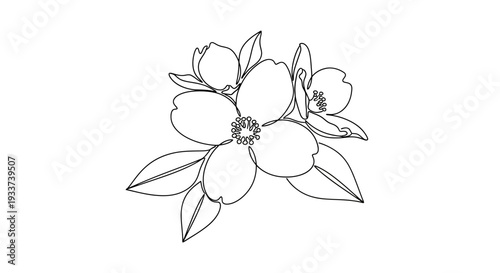 Delicate dogwood flower outline, simple floral illustration, line art botanical drawing
