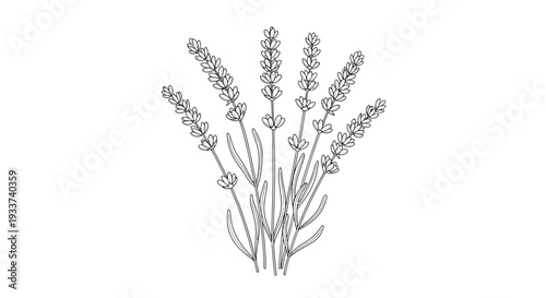 Hand-drawn Lavender Sprigs Sketch Isolated on White Background