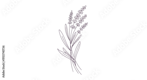 Lavender sprig line art illustration, hand-drawn botanical sketch on white background
