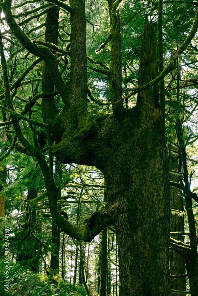 Fototapeta premium Close up of gnarled densely grown tree branches in a dark pine woodland. 