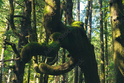 Photography Close up of gnarled densely grown tree branches in a dark pine woodland