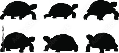 Tortoise silhouettes, animal illustration, reptile design, wildlife artwork, nature vector, shell details, crawling poses, zoology inspiration, decorative catalog, outdoor animal graphics