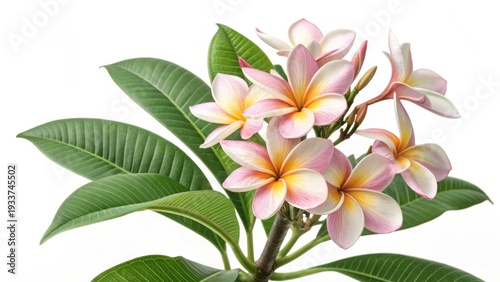 Delicate and vibrant Plumeria blossoms with lush green foliage, capturing the essence of tropical beauty