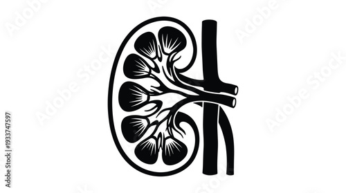 Anatomy of human kidney cross section showing internal structure in black style