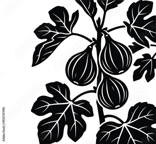 Fig tree branch with ripe figs and leaves black and white silhouette graphic