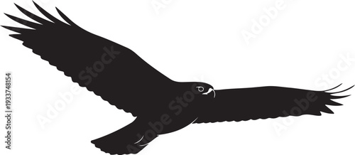 Hawk Silhouette