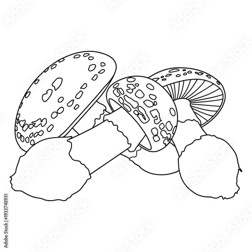 Group of wild forest mushrooms with textured caps in detailed black outline art