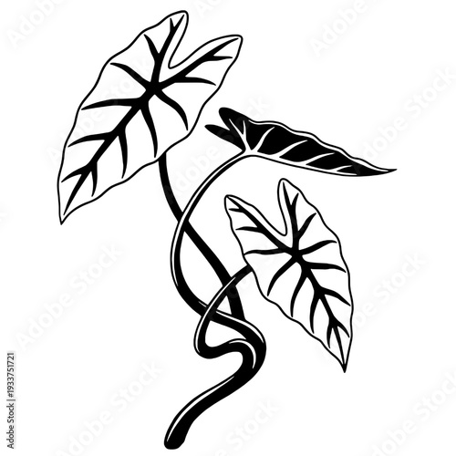 Silhouette of a taro tree