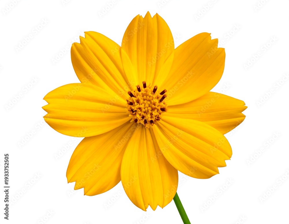 Obraz premium A vivid yellow cosmos flower blooms, its petals radiating outward from a dark brown center. Isolated against white