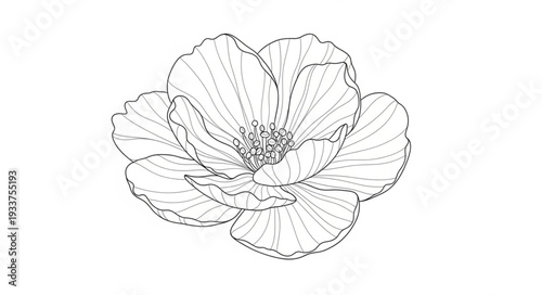 Detailed Line Drawing of a Single Poppy Flower.