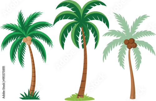 Tropical Palm Tree with Slim Trunk, Vibrant Green Leaves, and One Coconut Resting at the Bottom