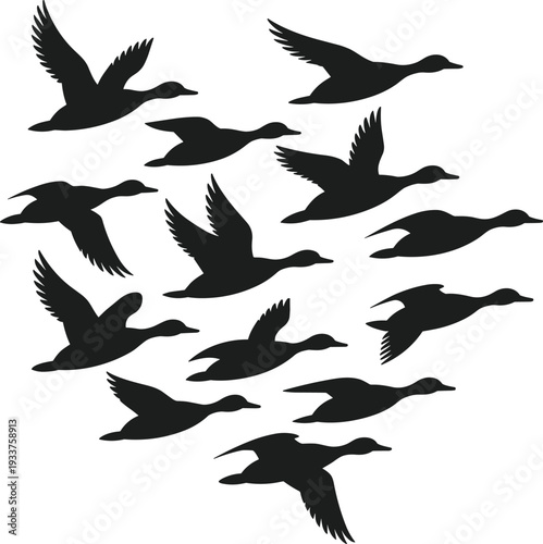 Flock of black duck silhouettes flying in formation against a white background ducks migration