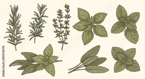Assorted Herb Leaves and Sprigs Illustration.