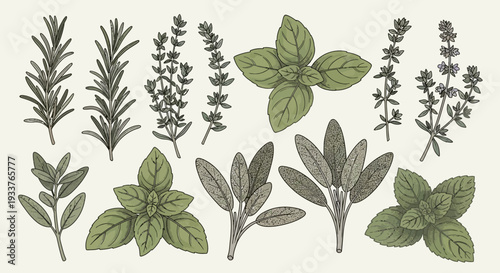 Assorted Herb Leaves and Flowers Illustration Set.