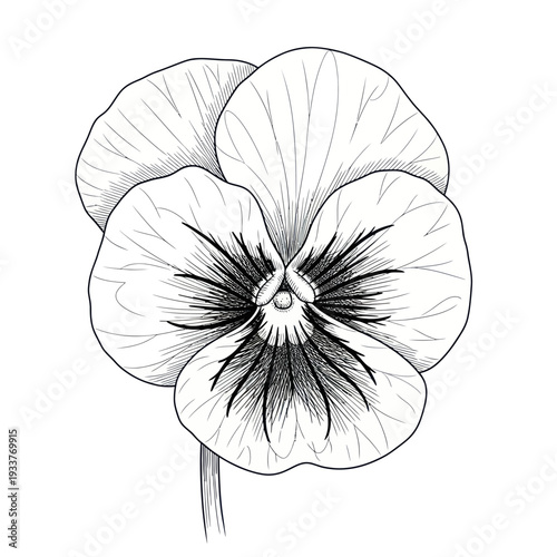 Pansy Flower Drawing: Black and White Botanical Illustration