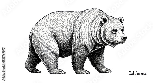 California Grizzly Bear Illustration - State Symbol, Wildlife Art