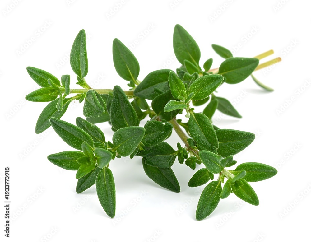 Fototapeta premium A close-up shows a vibrant green sprig of fresh thyme, with small, oval leaves arranged along a slender stem