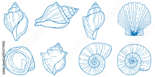 Set Collection of sea shells and starfish on white background eps 10