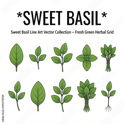 Fresh Sweet Basil Leaves Illustration Isolated on White Background