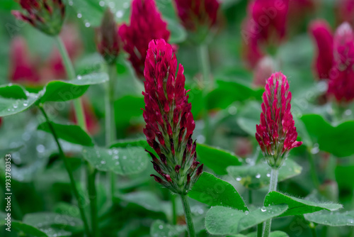 Bright Red Clover Flowers in a Vibrant Green Meadow