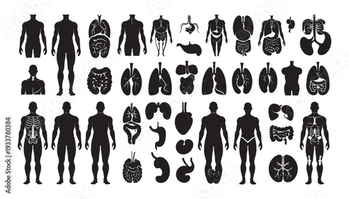 Anatomy glyph icon set. Vector pictograms of body organs, bone, skeleton, spine,black sign silhouette illustration
