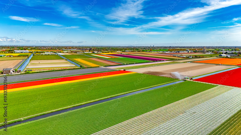 Obraz premium Aerial drone view of tulip flowers fields farm in spring season, bulbfields and tulips blossoming in springtime, typical dutch agriculture landscape, Lisse, South Holland, the Netherlands