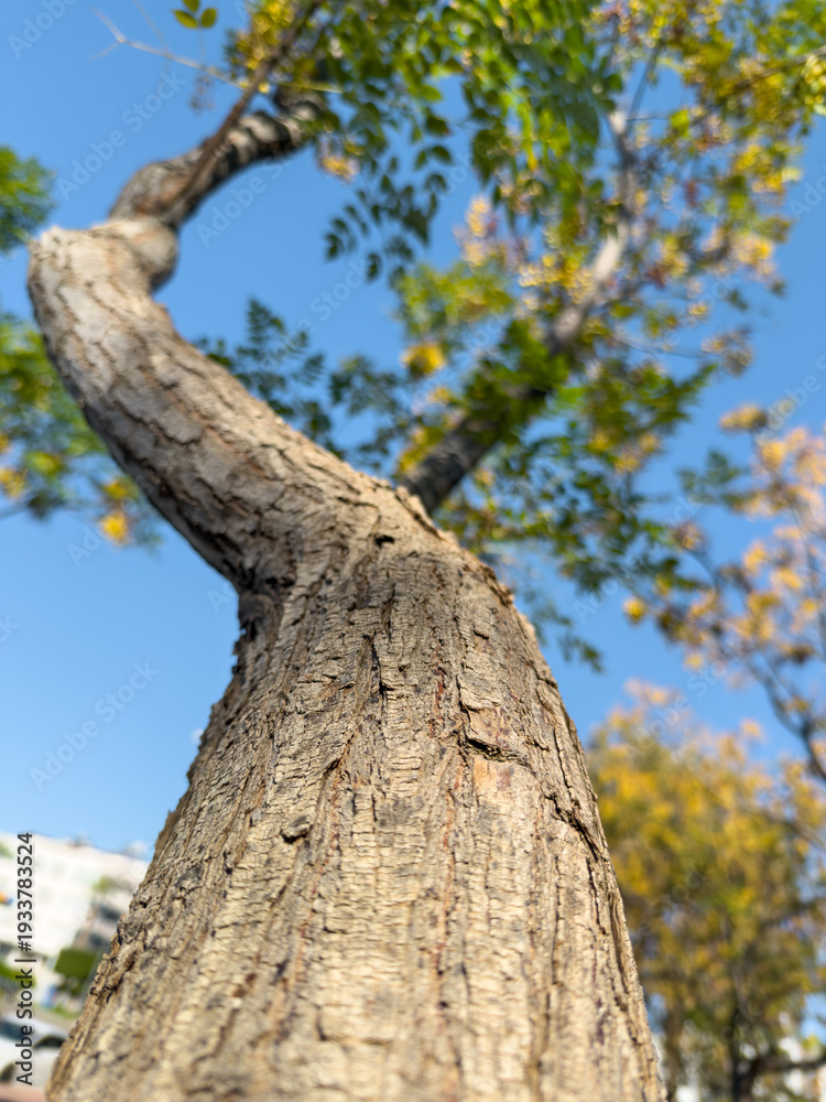 Fototapeta premium Twisted tree trunk viewed from low angle against blue sky