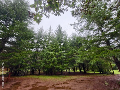 trees in the woods