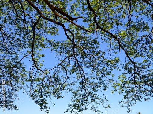 tree branches against blue sky