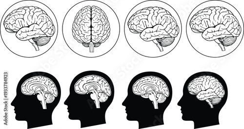 Human brain anatomy illustration set featuring lateral superior and sagittal views in profile silhouettes for medical education neurology science research and psychological health concepts
