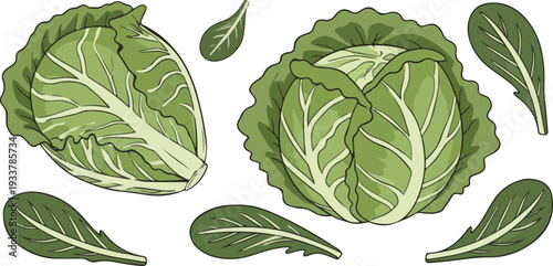 Fresh green cabbage leaves and heads on white background