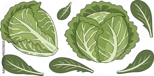 Fresh green cabbage leaves and heads illustration