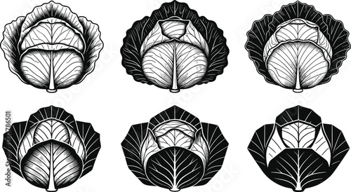 Set of six black and white cabbage vegetable icons featuring various graphic styles from detailed hand drawn vintage engraving to modern minimalist geometric vector silhouettes