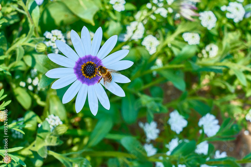 花の蜜を集める蜜蜂