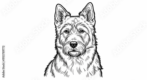 Detailed black and white line art illustration of a wolf dog front view, realistic fur texture, clean outline drawing isolated on white background.
