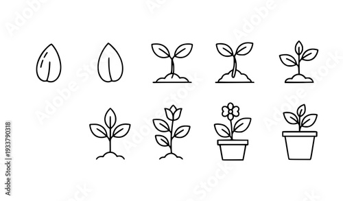 A set of minimalist plant icons illustrating growth from seed to bloom