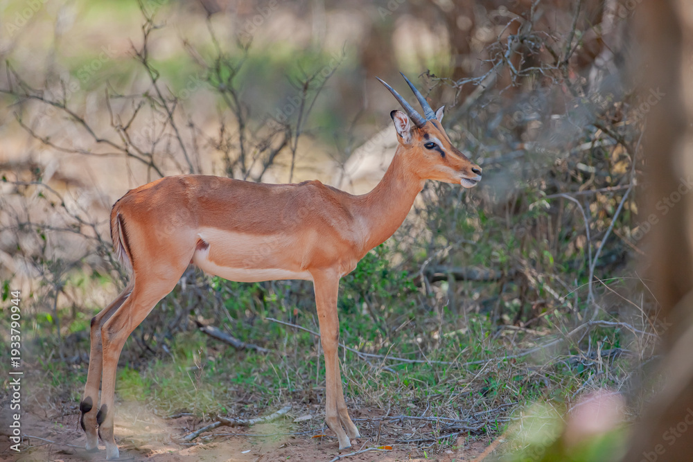 Obraz premium In South Africa, at the Mkuze Game Reserve, you can see many different mammals together. However, you are more likely to encounter impalas (Aepyceros melampus) within the park.