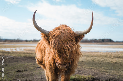 Majestic Highland Cow with Large Horns Grazing in a Serene Danish Wetland Meadow on a Bright Day