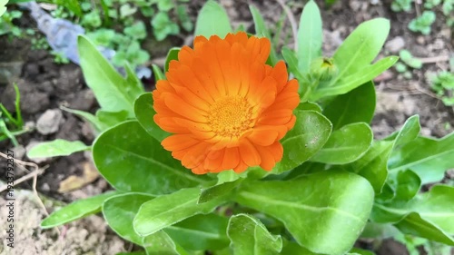 Ruddles, Calendula or Mary's gold beautiful yellow flowers