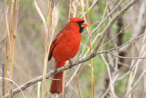 A Northern Cardinal, Cardinalis cardinalis, perching on a branch of a tree.