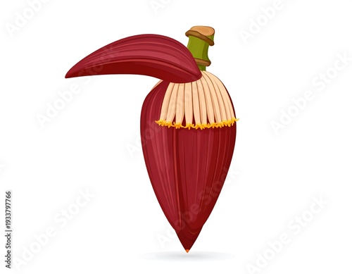 Wallpaper Mural A stylized illustration depicting a banana blossom in full bloom, featuring a rich maroon hue with contrasting white stamens Torontodigital.ca