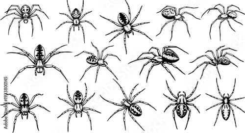 Vintage Hand Drawn Spider Seamless Pattern - Arachnid Engraving Style Vector Illustration with Different Species for Background or Textile Print